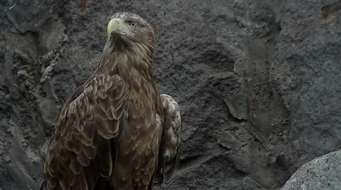 Eagle 2 Stock Footage 879078