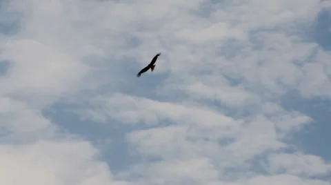 Eagle 3 Stock Footage 27235896