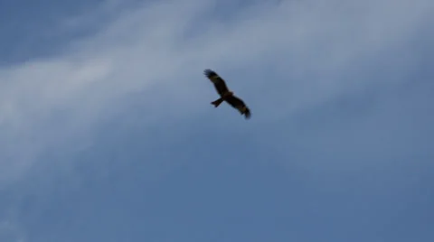 Eagle 4 Stock Footage 27236248