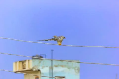 An eagle about to sit on wire Stock Photos