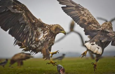 Eagle action closeup Stock Photos