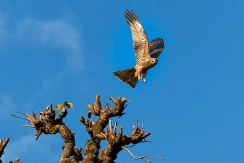 Eagle in action Stock Photos