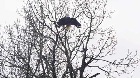 Eagle Airing Out on a Tree by Spreading Out its Wings Vidéo 122528900
