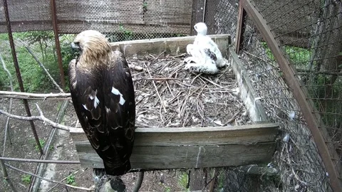 Eagle and baby eagle sit in the nest Video stock 155491640