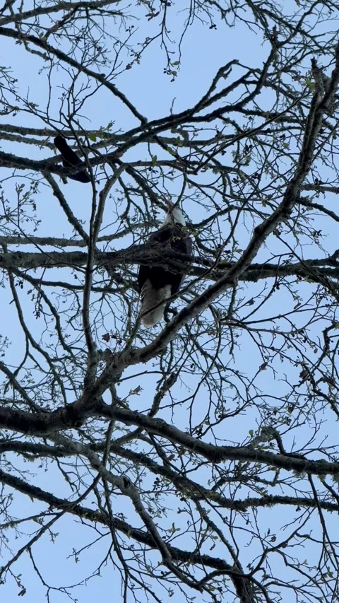 Eagle and Crow Stock Footage 306073058