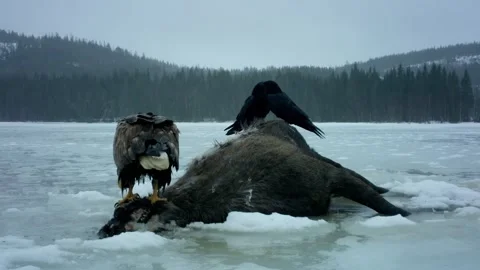Eagle and Crows Feeding on Carcass Stock Footage 345959269