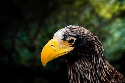 Eagle and hawk Stock Photos