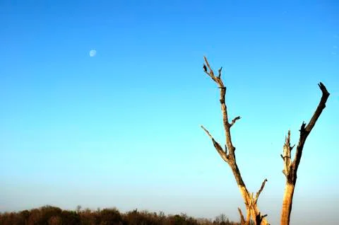 Eagle and the moon Stock Photos
