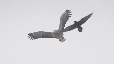 Eagle and raven in flight in slow motion, birds flying in sky Video stock 221564515