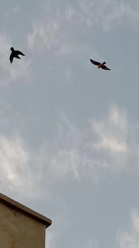 Eagle are flying in the sky Stock Footage 322039784