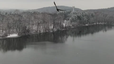 Eagle attack 스톡 동영상 204858849