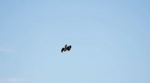 Eagle attacking prey Vídeos de archivo 40757617