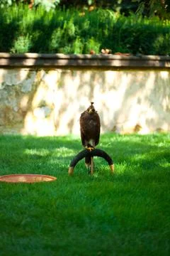 Eagle on a background of green grass Stock Photos