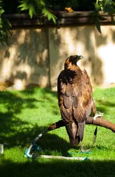 Eagle on a background of green grass Stock Photos