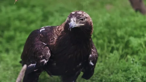 Eagle on a background of green vegetation. Predatory bird Stock Footage 159605270