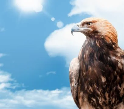 Eagle on background sky Stock Photos