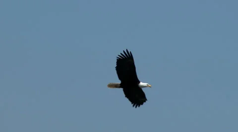 Eagle, Bald Eagle, Bird, Fly, Flight, Flying Stock Footage
