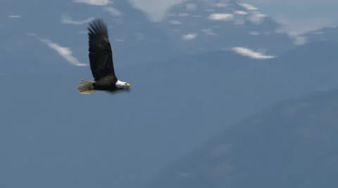 Eagle, Bald Eagle, Bird, Fly, Flight, Flying Stock Footage