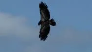 Eagle, Bald Eagle, Bird, Fly, Flight, Flying Stock Footage
