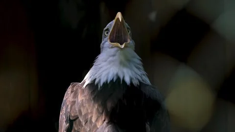 Eagle bald eagle raptor Video stock 269212909