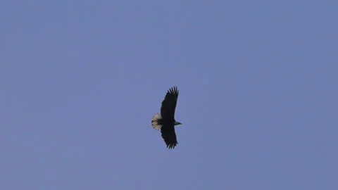 Eagle, Bald, mature soaring overhead in blue sky, Video stock 270102790