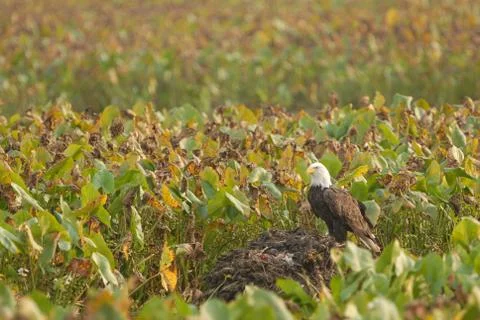 That Eagle Is Bald Stock Photos