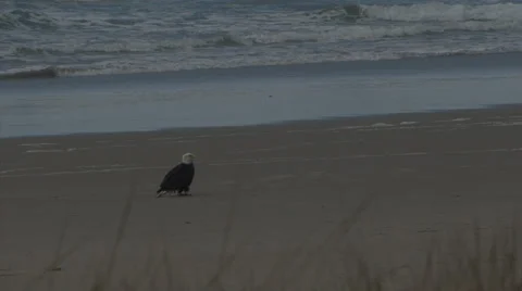 Eagle on the Beach Stock Footage 37388608