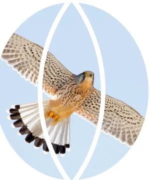 Eagle in the Beautiful Frame Stock Photos