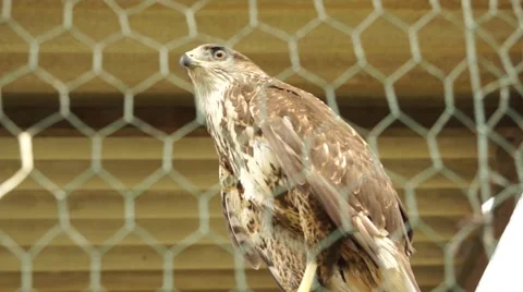 Eagle behind Bar - Close Up Stock Footage 50592600