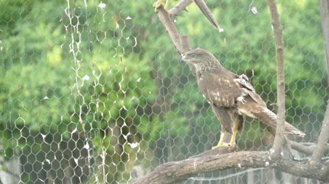 Eagle Behind Bar Stock Footage 50592576