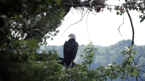 Eagle being pestered by a small bird. Stock-Footage 123446723