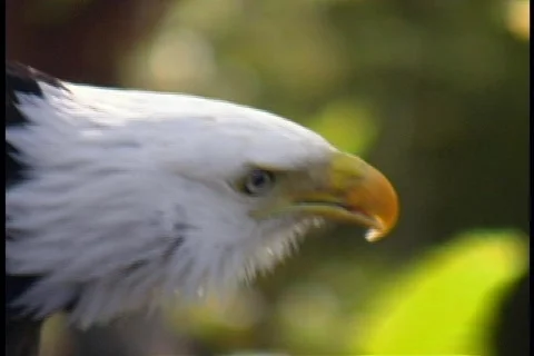 Eagle Being Vocal Bird of Prey Video stock 141689