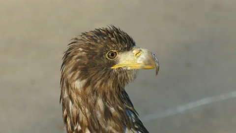 Eagle. Big bird of prey and proud. Video stock 111852575