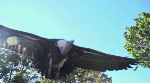 Eagle. big bird. slow motion. flying animals Video stock 32232491