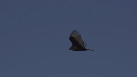 Eagle big sur in the clear sky Stock Footage 88888588