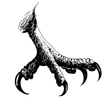 Eagle bird claws 스톡 일러스트