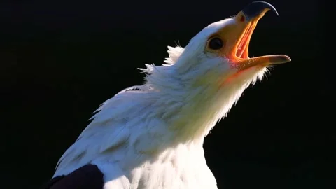 Eagle bird close up view Видео 270816864
