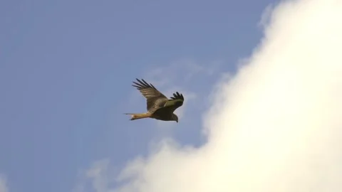 Eagle bird fly in the sky Stock-Footage 274415256