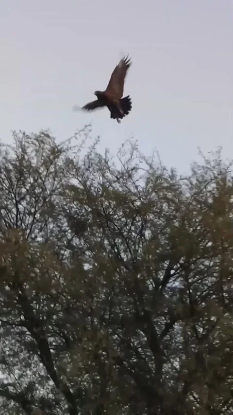 Eagle bird flying in evening time, pakistan Stock Footage 171252897