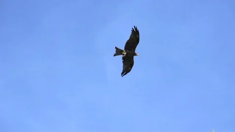Eagle bird flying in slow motion. wildlife animals background Stock-Footage 72864931