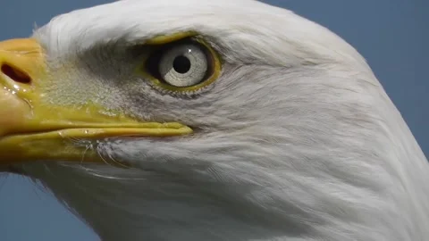Eagle Bird 스톡 동영상 230082534