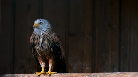 Eagle bird Video stock 270816933