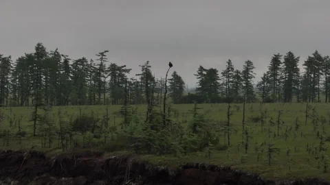 An eagle bird perched on the end of a tree. Sleeping bird. Aerial photography of Stock Footage 258356627