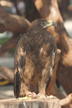 Eagle bird  Foto stock