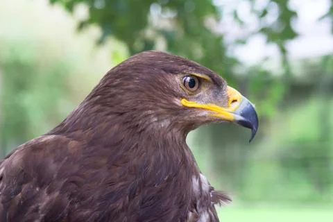Eagle bird Stock Photos