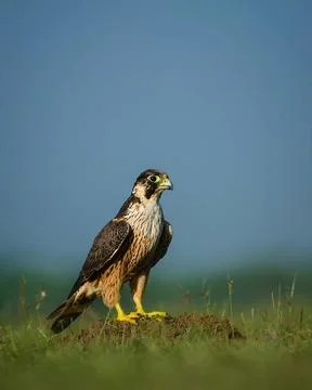 Eagle Bird Stock Photos