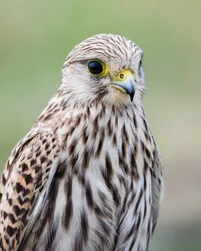 Eagle Bird Stock Photos