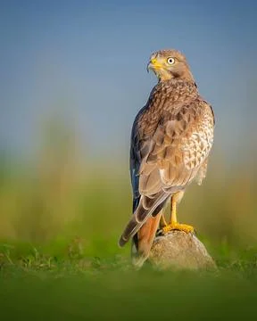 Eagle Bird Stock Photos