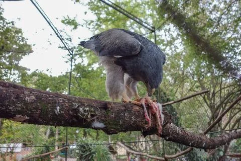 Eagle bird Foto stock