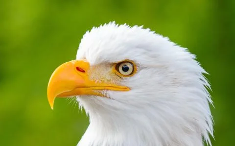 Eagle, bird, predator, view, beak, profile Stock-Fotos